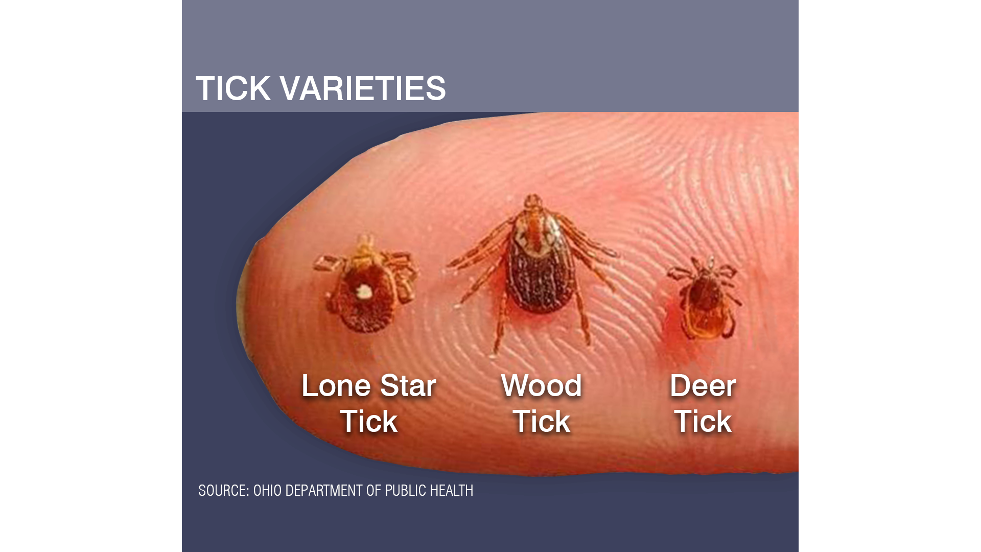 Lone Star Tick Identification 